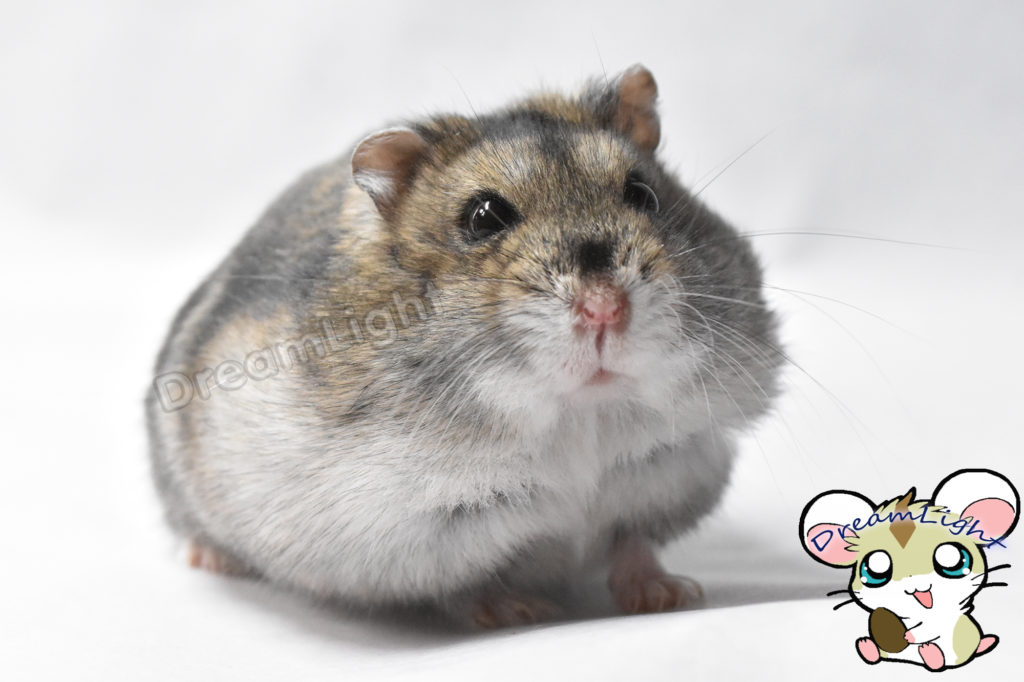Le nid du hamster russe - Le Hamster Russe